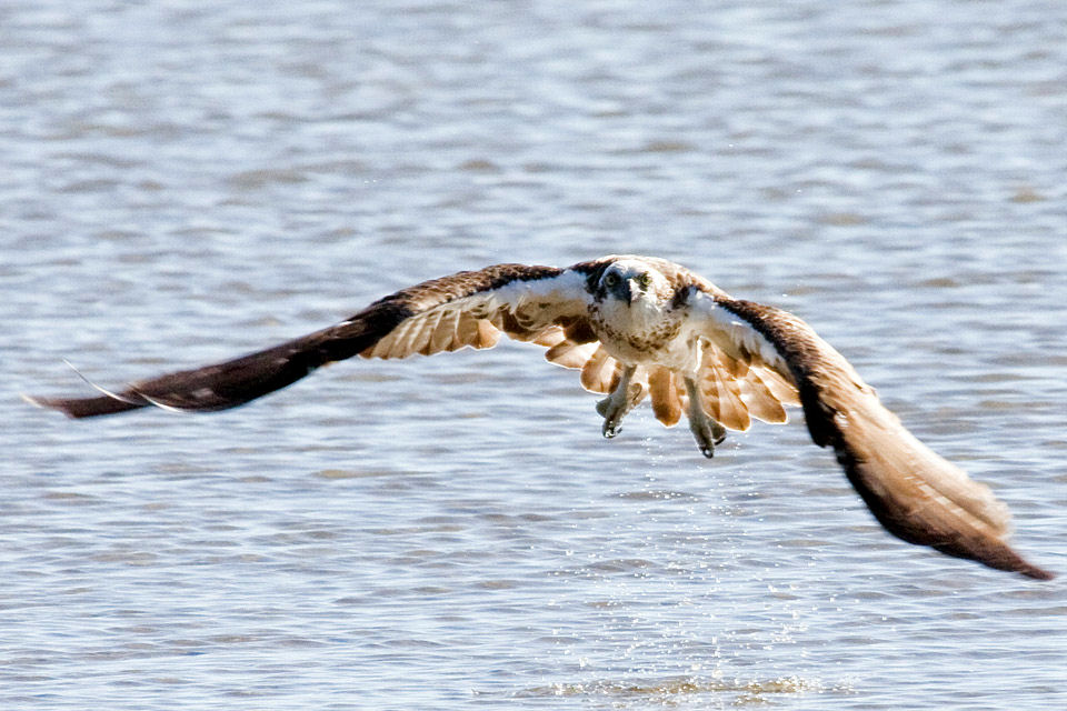 Eastern Osprey (Pandion cristatus)